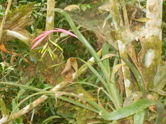 Billbergia distachia