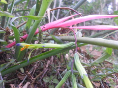 Billbergia distachia