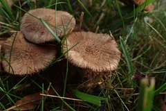 Inocybe cincinnata