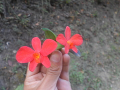 Cattleya coccinea