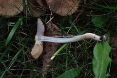 Inocybe cincinnata