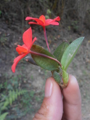 Cattleya coccinea