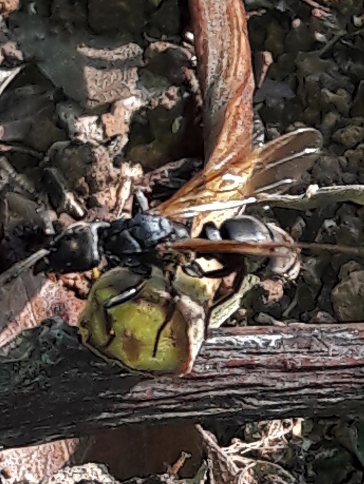 Pachycondyla