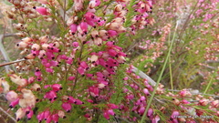 Erica deliciosa