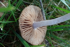 Inocybe cincinnata