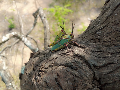 Variegated grasshopper