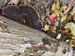 Ischnoderma resinosum