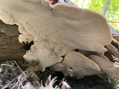 Ischnoderma resinosum