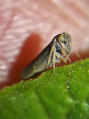 Agalliini