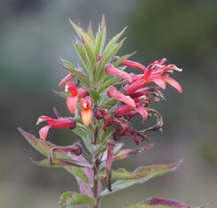 Lobelia laxiflora image