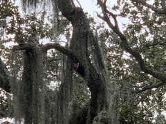 Dryocopus pileatus image