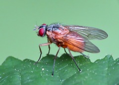 Muscidae