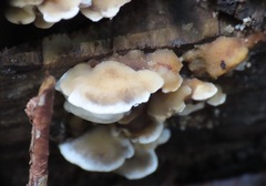Fungi