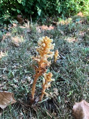 Orobanche hederae