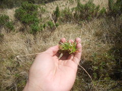Paepalanthus pseudotortilis