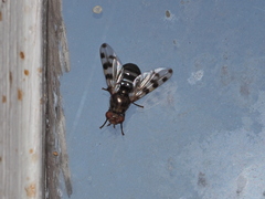 Otitini
