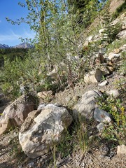 Calamagrostis stricta