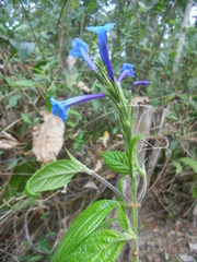 Stachytarpheta speciosa