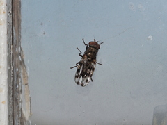Otitini