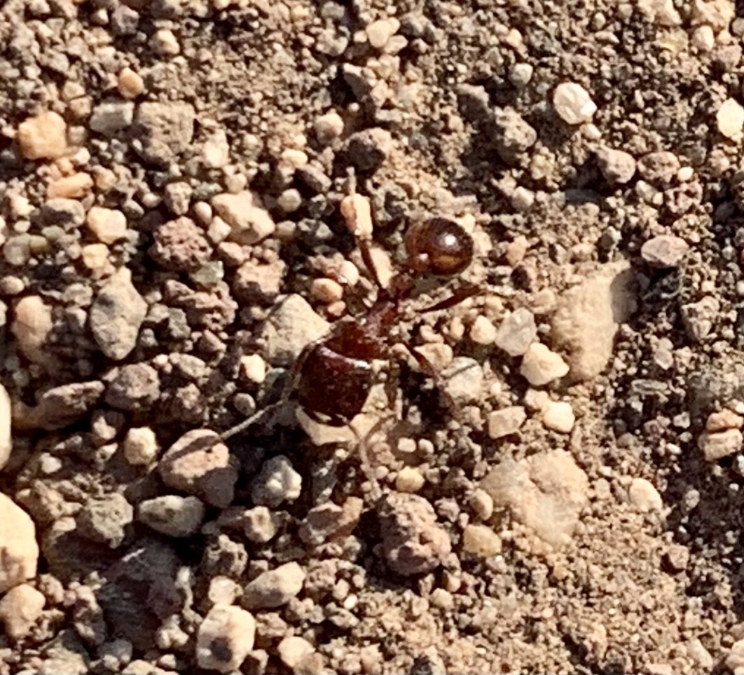 Pogonomyrmex rugosus