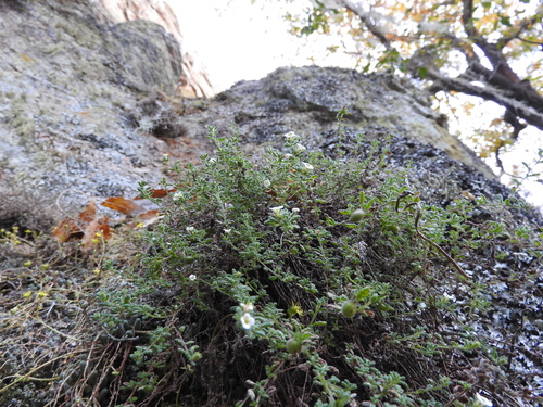 Nama origanifolia (Nama origanifolia)