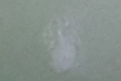 Bolinopsis microptera