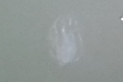 Bolinopsis microptera