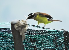 Pitangus sulphuratus