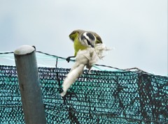 Pitangus sulphuratus
