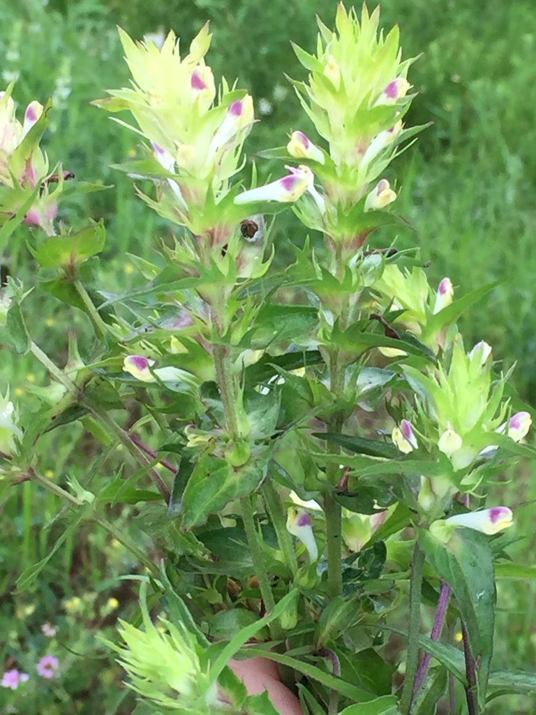 Melampyrum chlorostachyum