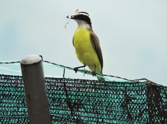 Pitangus sulphuratus