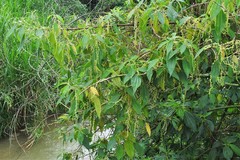 Alchornea glandulosa