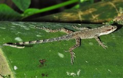 Anolis mariarum