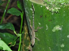 Anolis mariarum