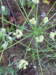 Bupleurum