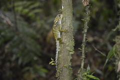 Enyalioides