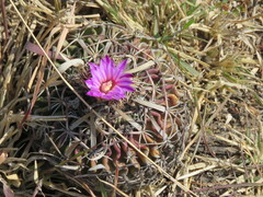 Echinofossulocactus dichroacanthus