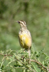 Sturnella magna lilianae