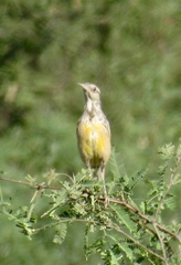 Sturnella magna lilianae