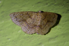 Destutia flumenata