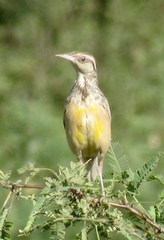 Sturnella magna lilianae