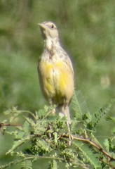 Sturnella magna lilianae