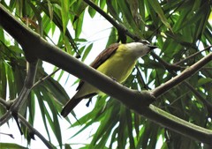 Pitangus sulphuratus