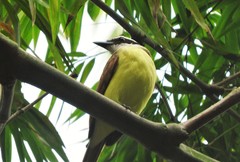 Pitangus sulphuratus