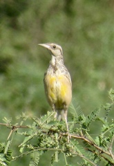 Sturnella magna lilianae