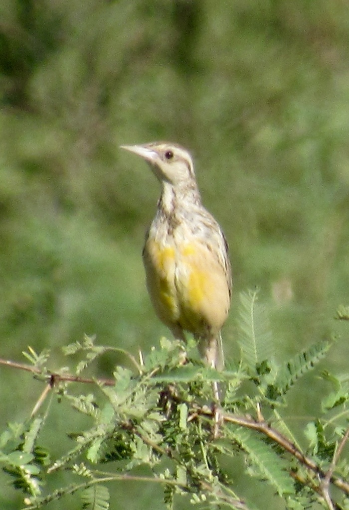 Chihuahuan Meadowlark