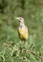 Sturnella magna lilianae