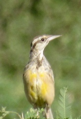 Sturnella magna lilianae