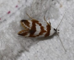 Eulechria thermochroa