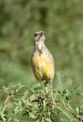 Sturnella magna lilianae